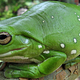 Image for article titled Australian frogs become "moisture farmers" to stay alive in droughts
